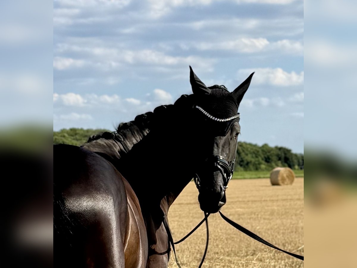 Hannover Giumenta 5 Anni 170 cm Morello in Dormagen