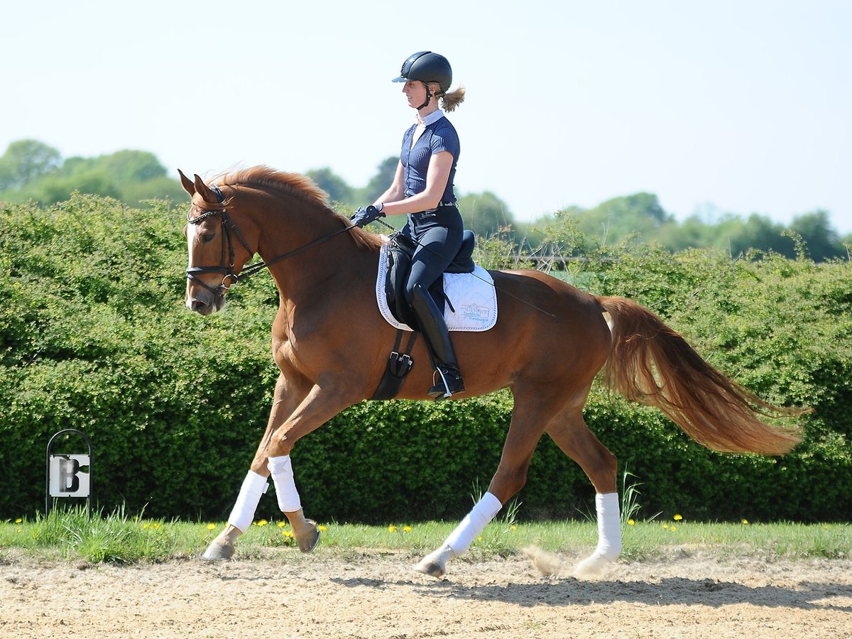 Hannover Giumenta 5 Anni 170 cm Sauro in Isernhagen