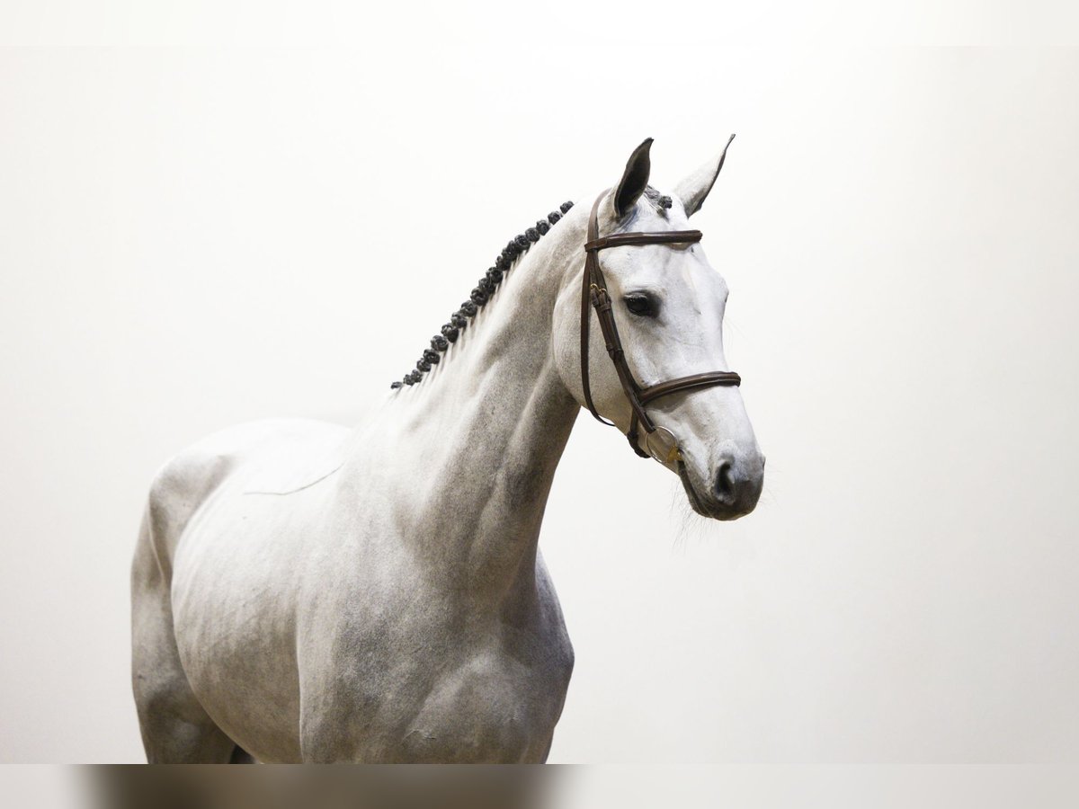 Hannover Giumenta 5 Anni 172 cm Grigio in Waddinxveen