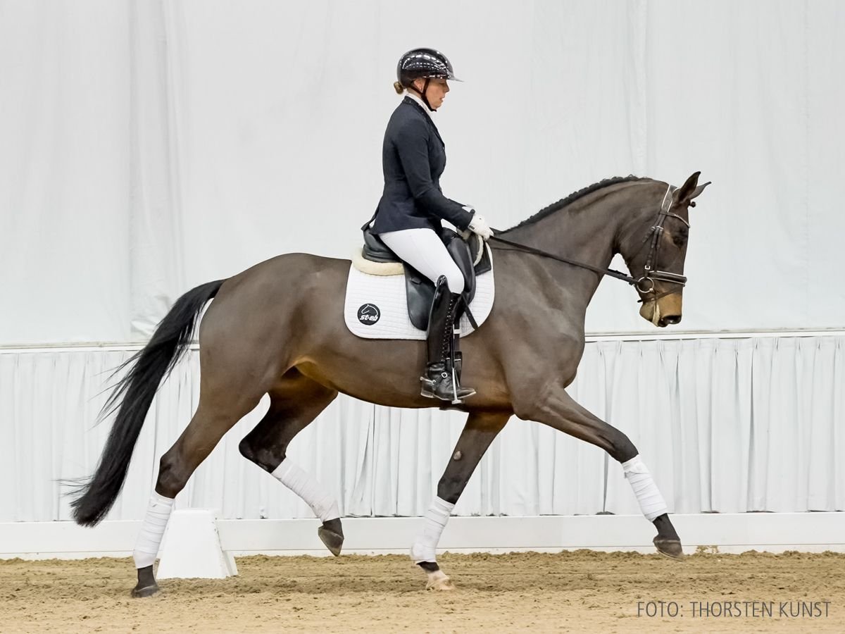 Hannover Giumenta 5 Anni 173 cm Baio in Verden