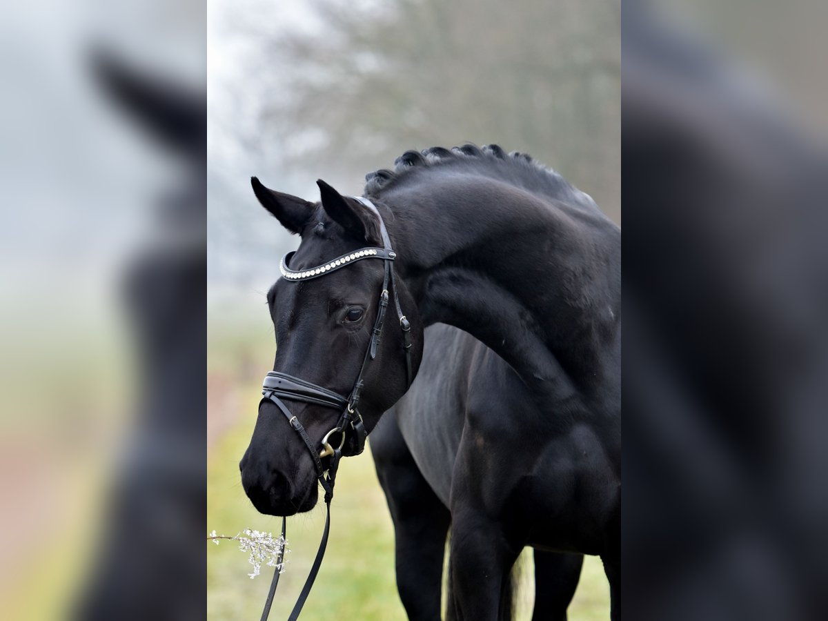 Hannover Giumenta 5 Anni 175 cm Morello in Klötze