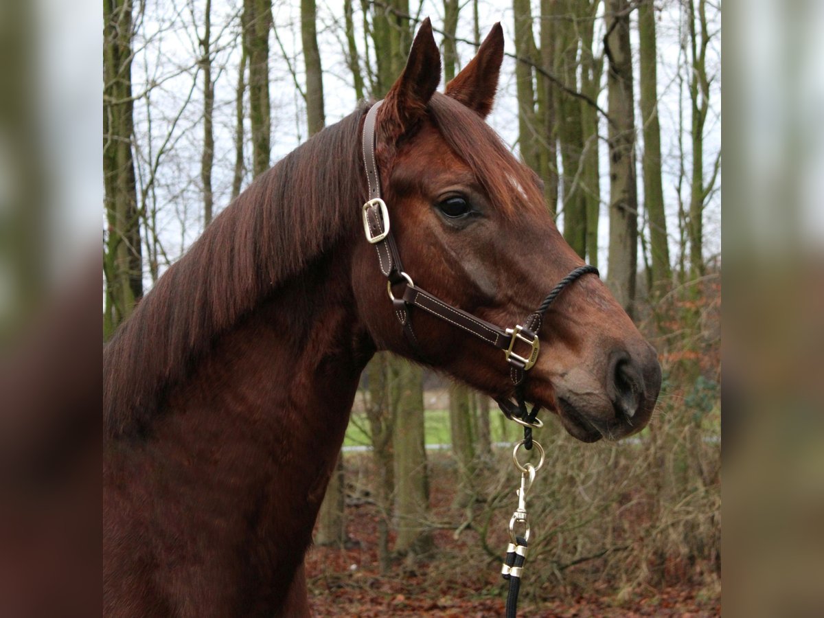 Hannover Giumenta 6 Anni 160 cm Sauro in Niederlangen