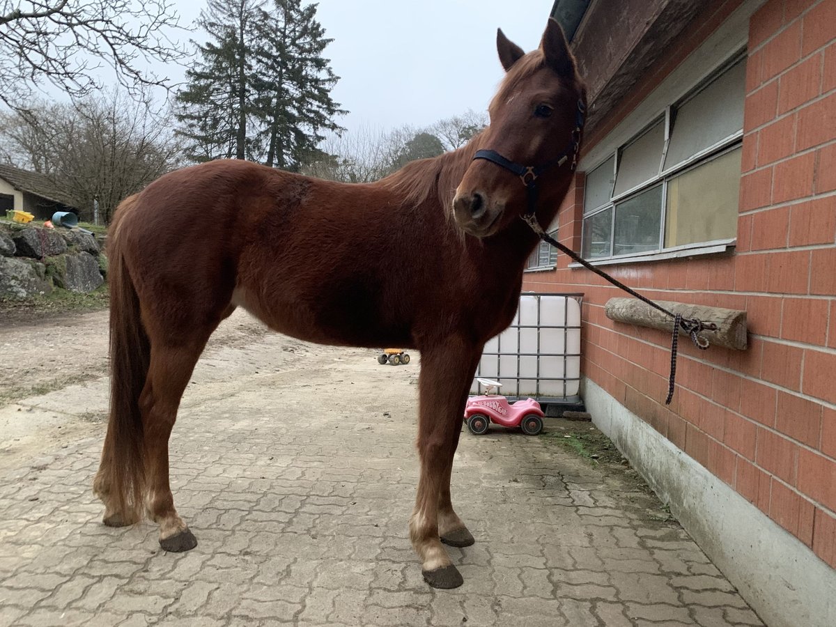 Hannover Giumenta 6 Anni 160 cm Sauro in Neuhausen am Rheinfall 1