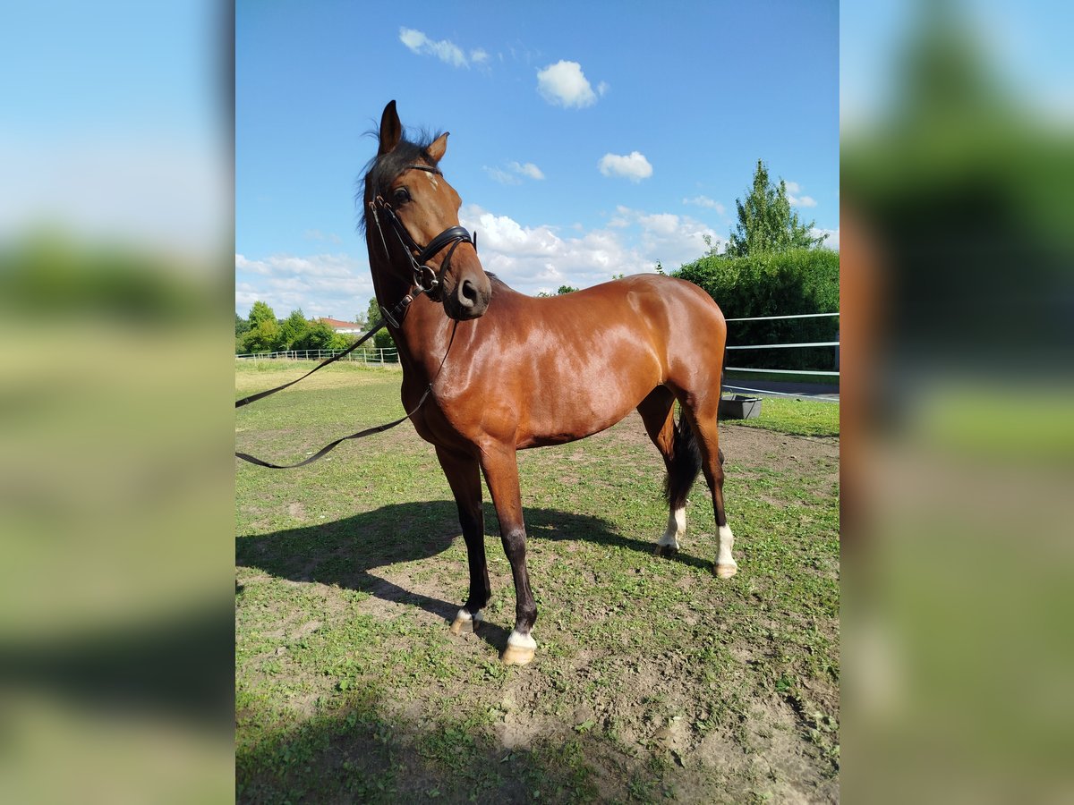 Hannover Giumenta 6 Anni 163 cm Baio in Ostbevern