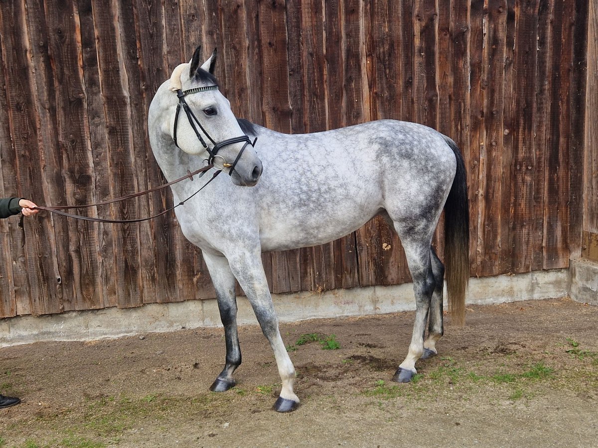 Hannover Giumenta 6 Anni 167 cm Grigio in Mannheim