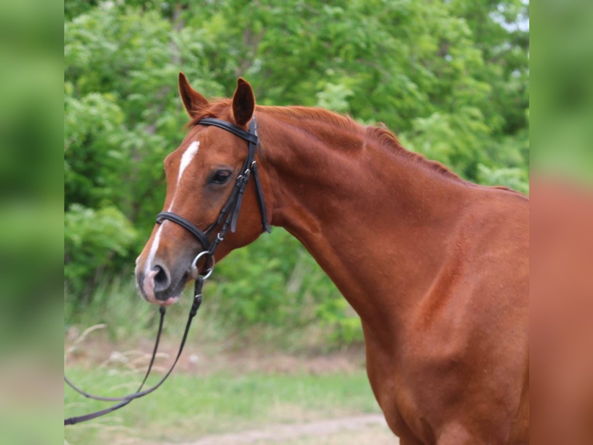 Hannover Giumenta 6 Anni 167 cm Sauro in Gyula