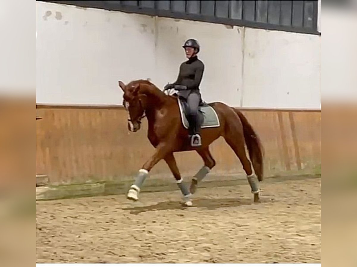 Hannover Giumenta 6 Anni 169 cm Sauro scuro in Verden (Aller)