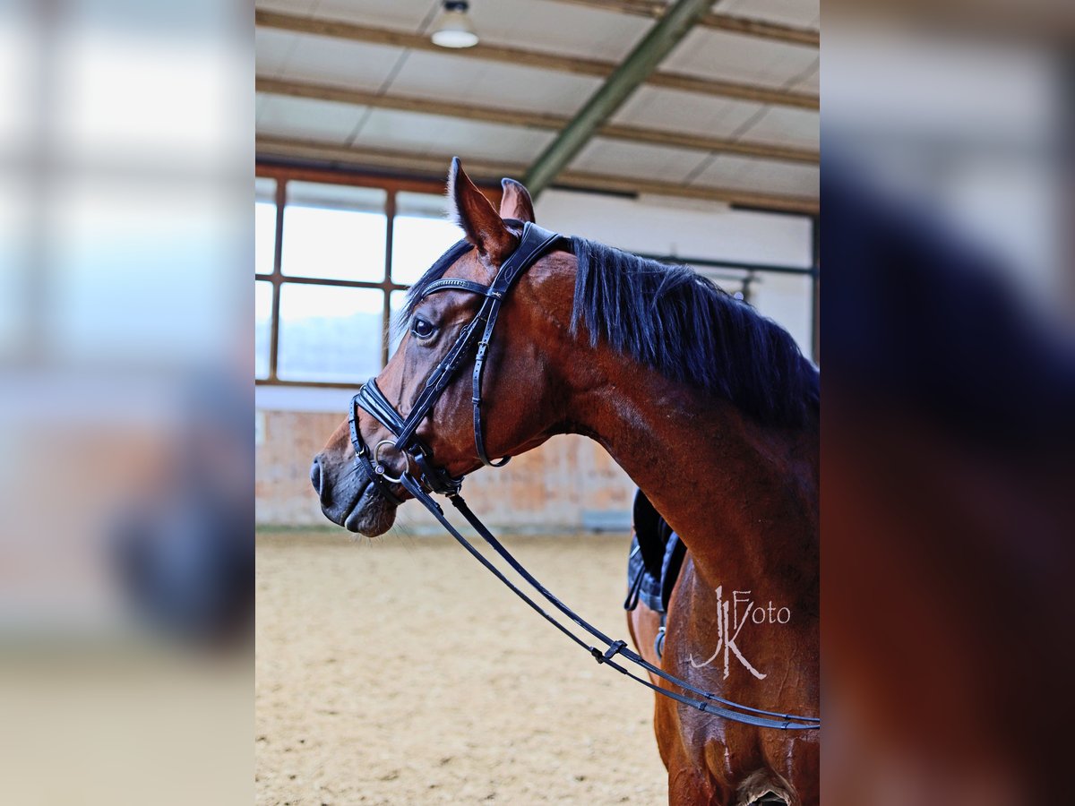 Hannover Giumenta 6 Anni 171 cm Baio in Kempen