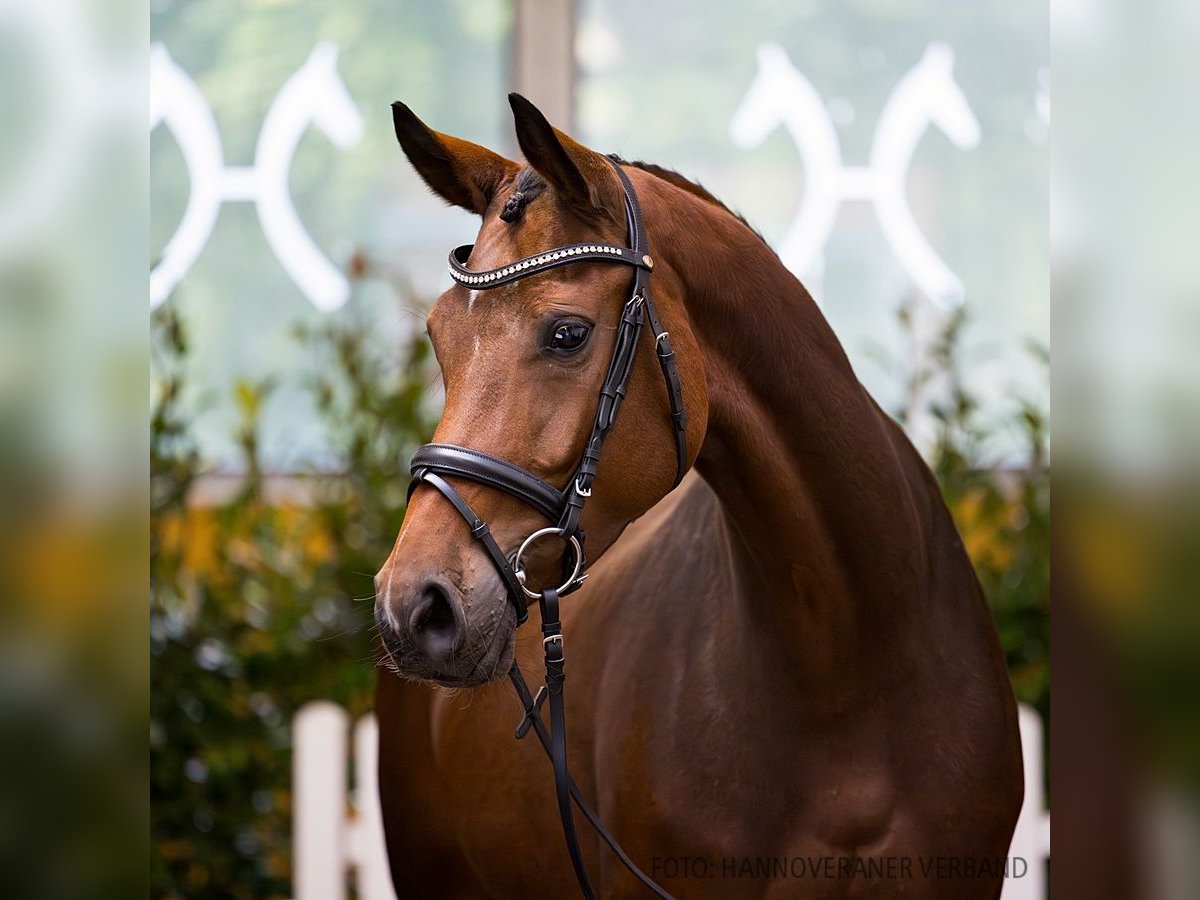 Hannover Giumenta 6 Anni 172 cm Baio in Verden