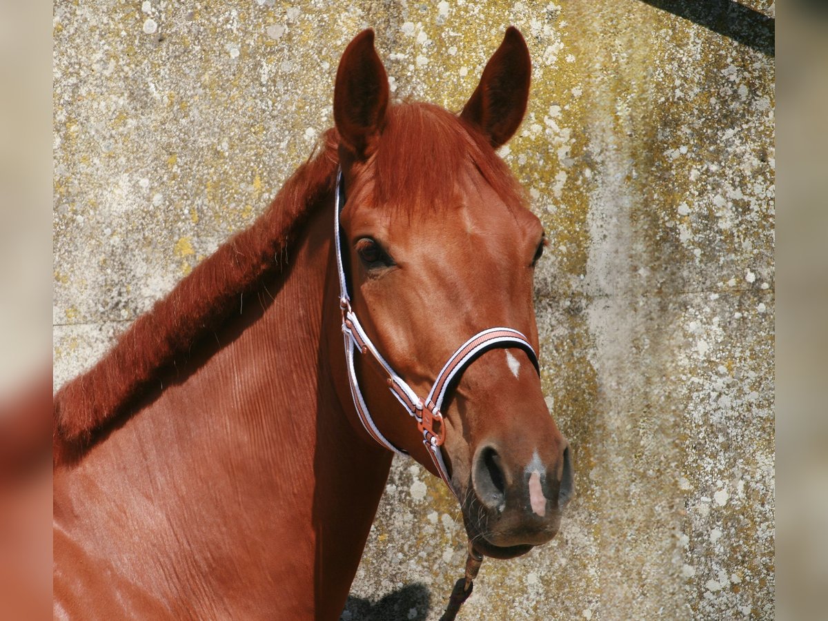 Hannover Giumenta 6 Anni 172 cm Sauro in Lüneburg