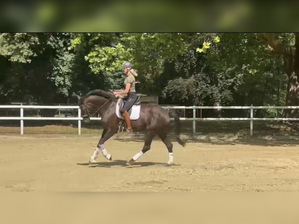 Hannover Giumenta 6 Anni 173 cm Sauro scuro in Hamm