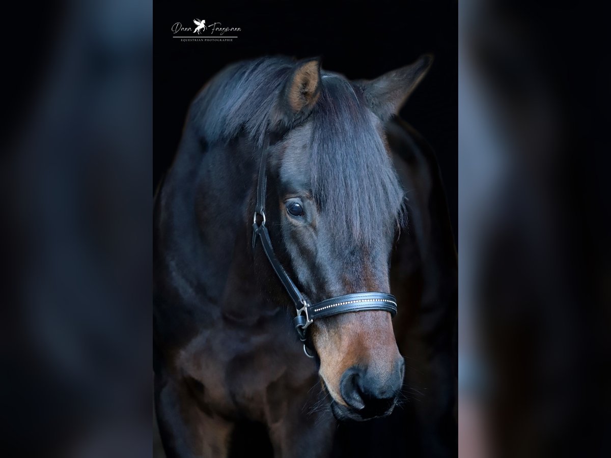 Hannover Giumenta 6 Anni 174 cm Baio scuro in Melle