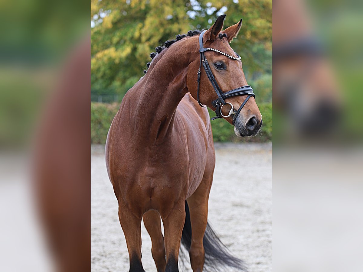 Hannover Giumenta 6 Anni Baio in Meinersen Hannover Giumenta 6 Anni Baio in Meinersen