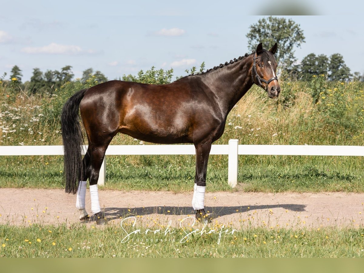 Hannover Giumenta 7 Anni 163 cm Baio scuro in Visselhövede