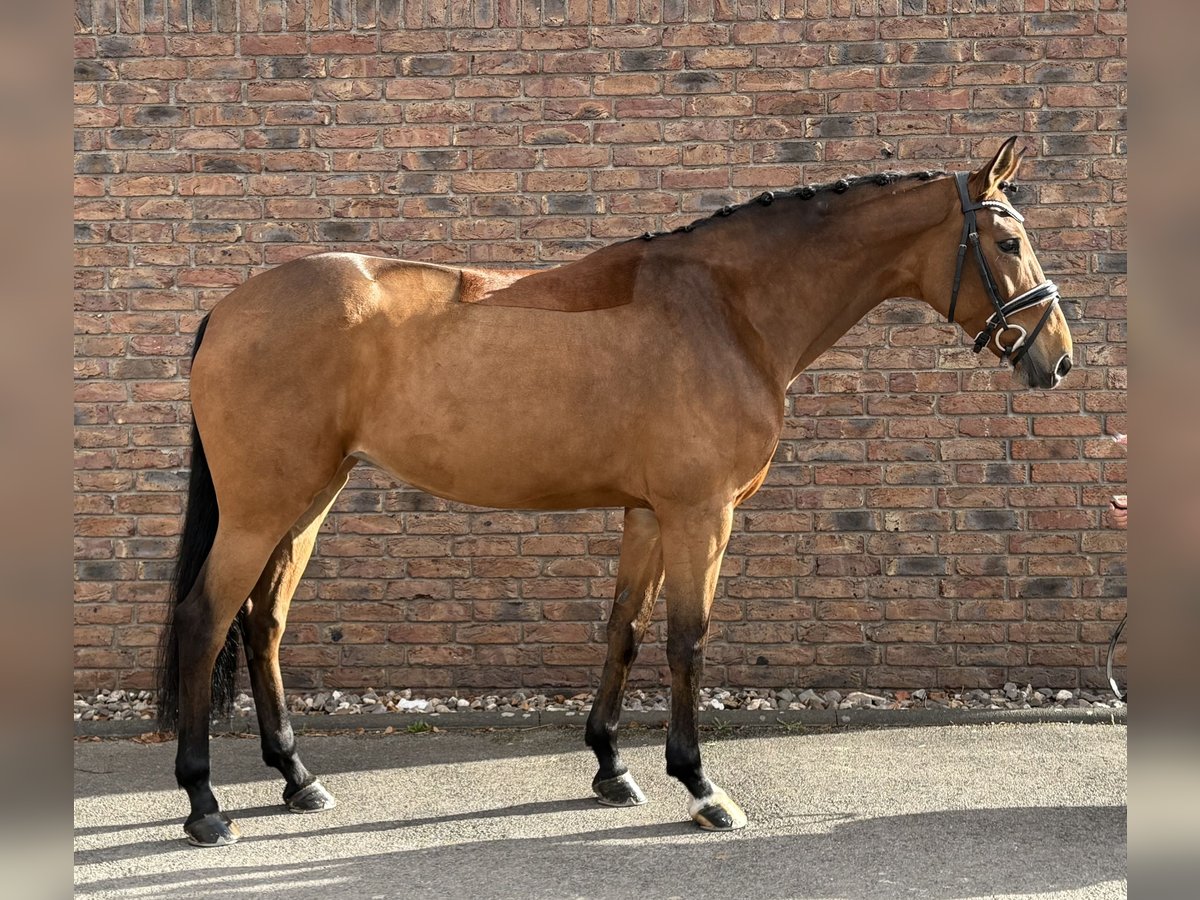 Hannover Giumenta 7 Anni 164 cm Baio in Niederkassel