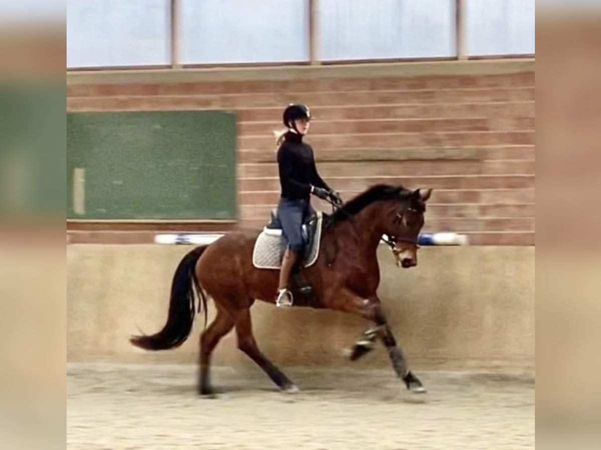 Hannover Giumenta 7 Anni 164 cm Baio in Büttstedt