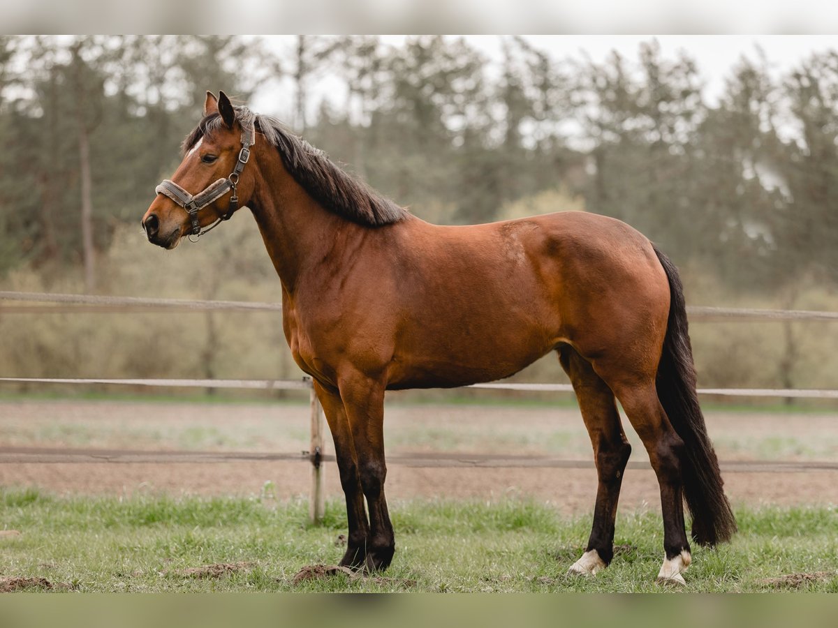 Hannover Giumenta 7 Anni 165 cm Baio in HarenHaren