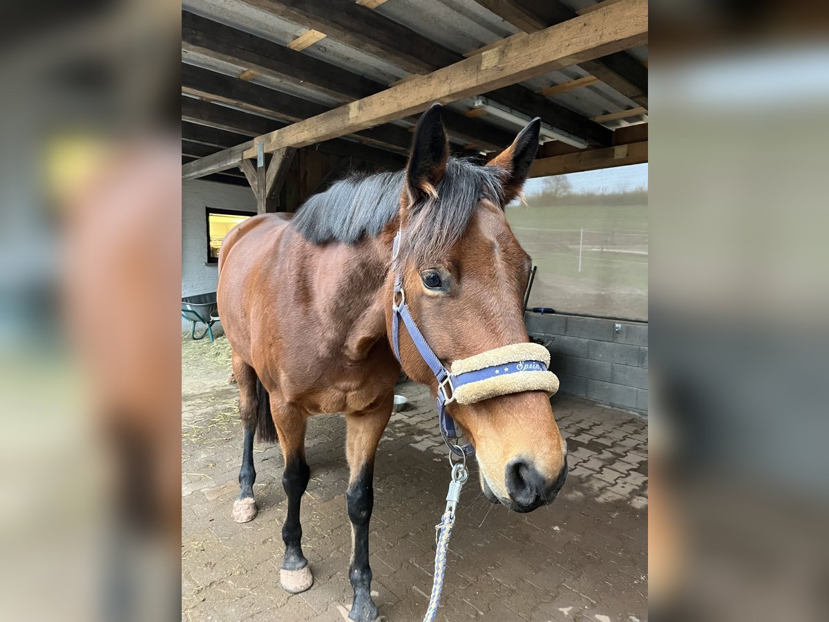 Hannover Giumenta 7 Anni 165 cm Baio in Bitburg