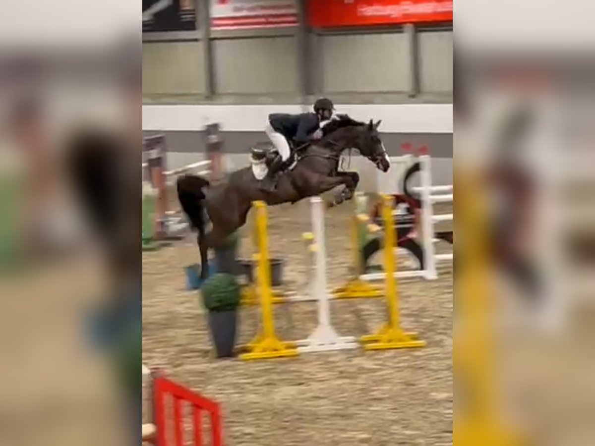 Hannover Giumenta 7 Anni 165 cm Morello in Barsinghausen