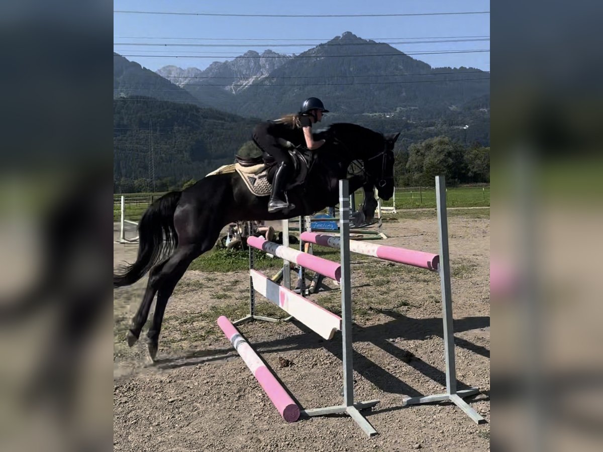 Hannover Giumenta 7 Anni 166 cm Morello in Schlins