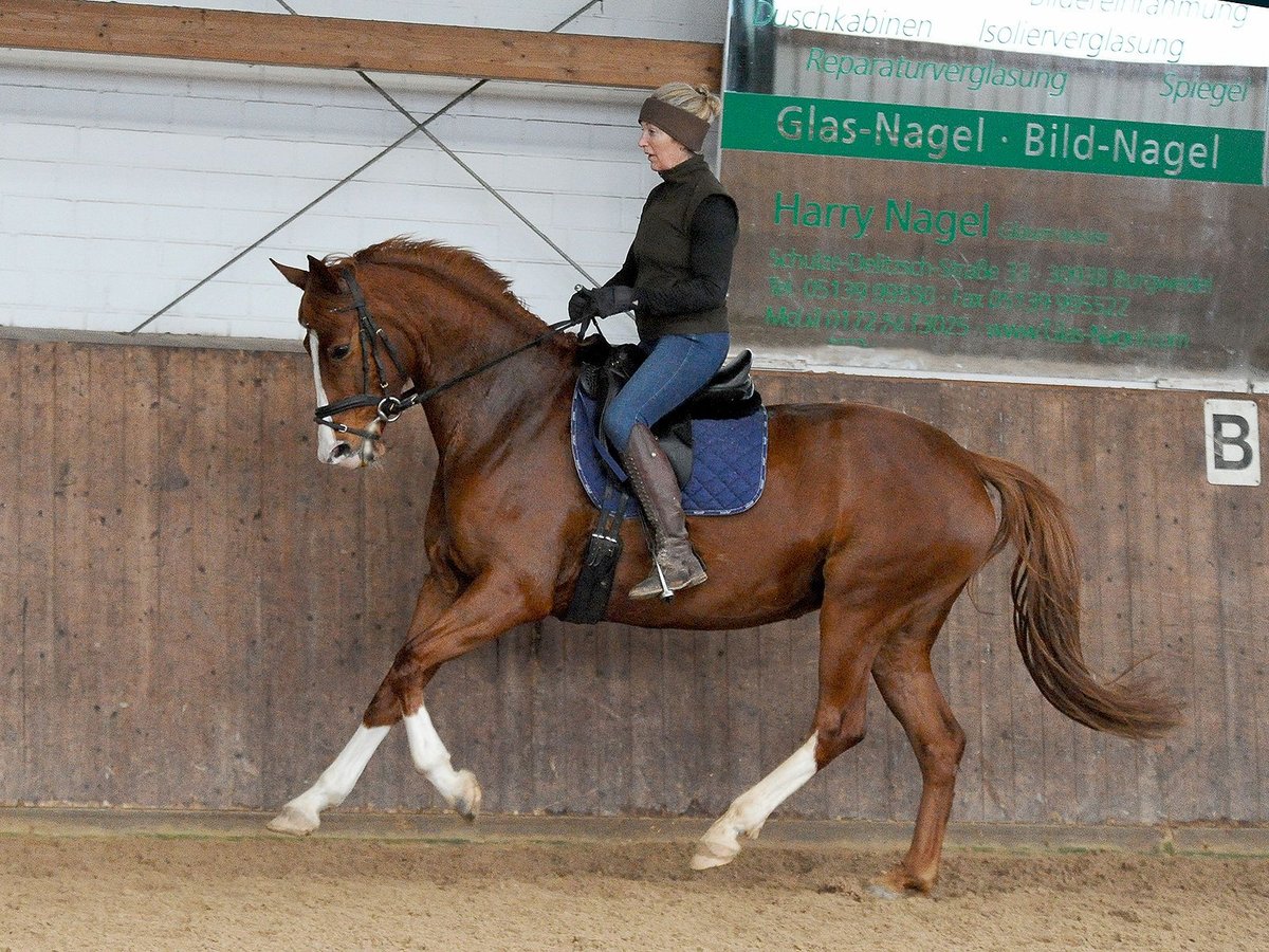 Hannover Giumenta 7 Anni 166 cm Sauro scuro in Isernhagen