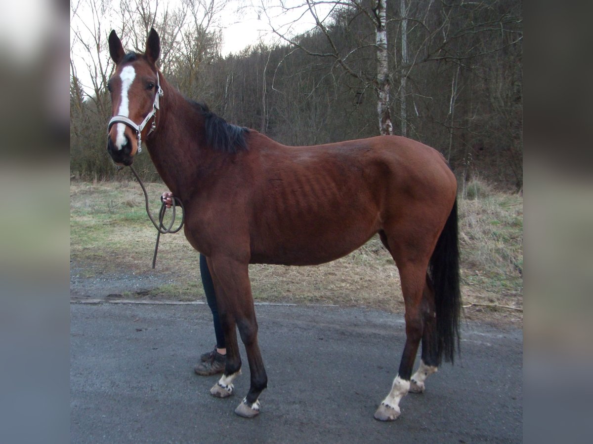 Hannover Giumenta 7 Anni 167 cm Baio in Stadtroda