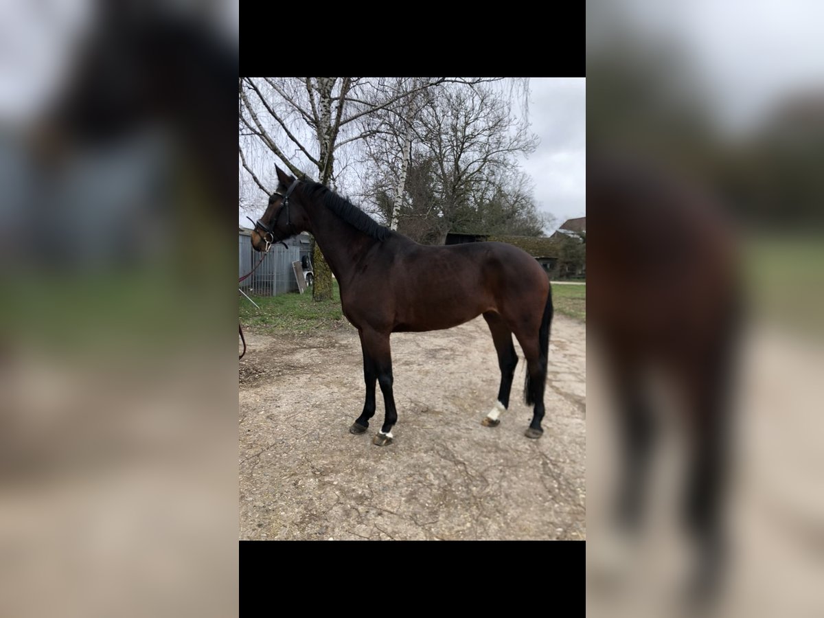 Hannover Giumenta 7 Anni 167 cm Baio scuro in Edingen-Neckarhausen