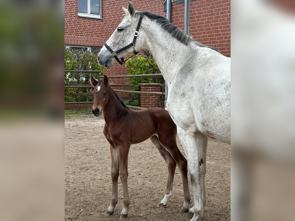 Hannover Giumenta 7 Anni 168 cm Grigio in Wahrenholz