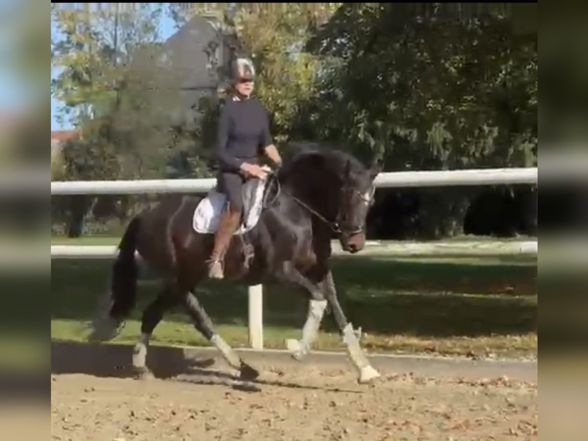 Hannover Giumenta 7 Anni 169 cm Baio scuro in Hamm