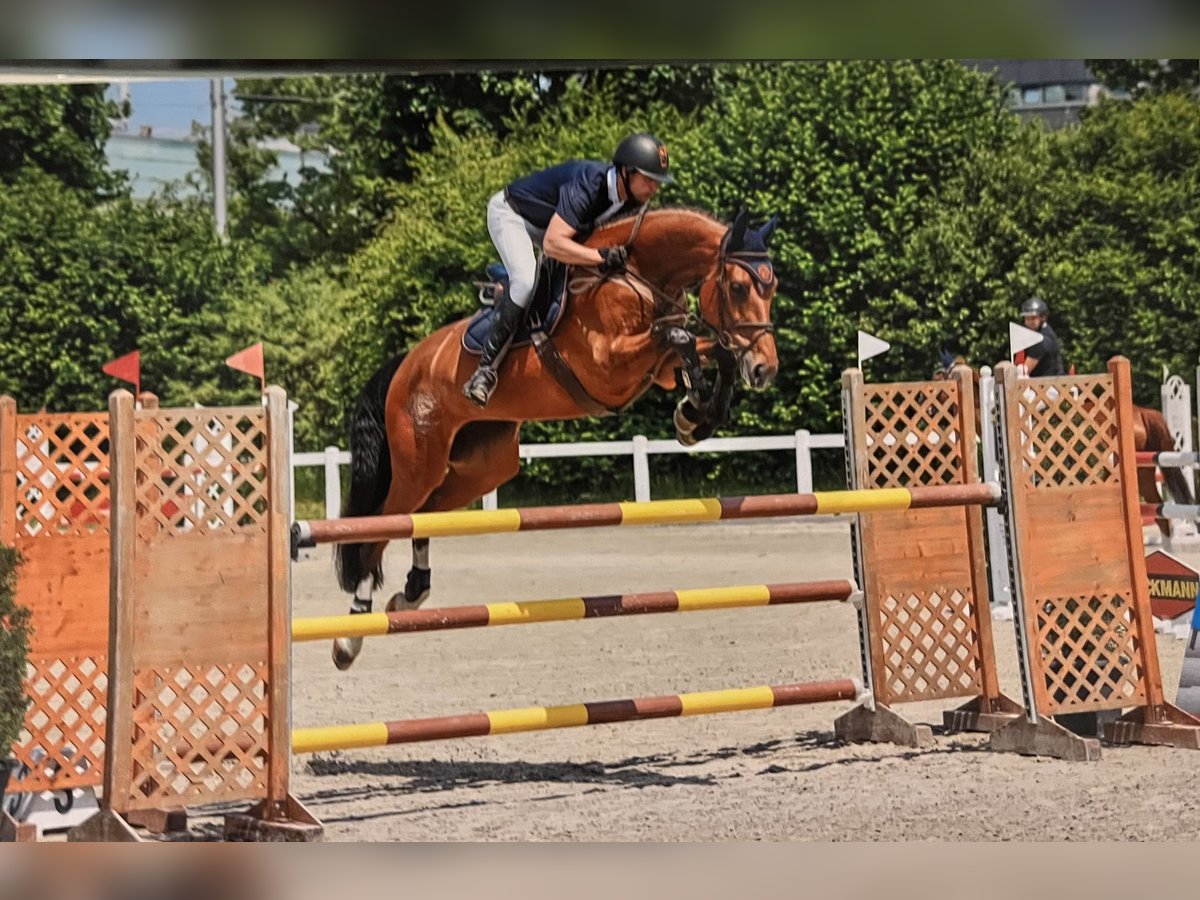 Hannover Giumenta 7 Anni 171 cm Baio in Füllinsdorf