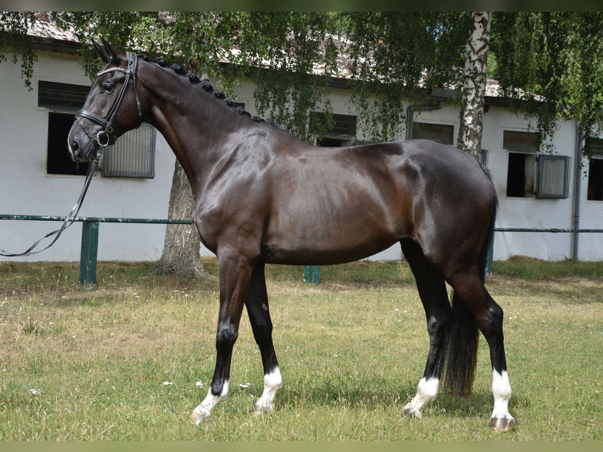 Hannover Giumenta 7 Anni 177 cm Morello in Burgdorf