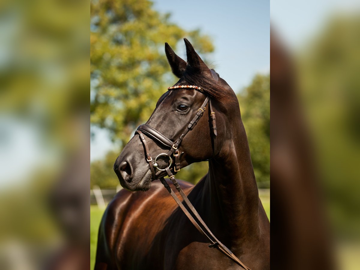 Hannover Giumenta 7 Anni 178 cm Morello in Schillsdorf