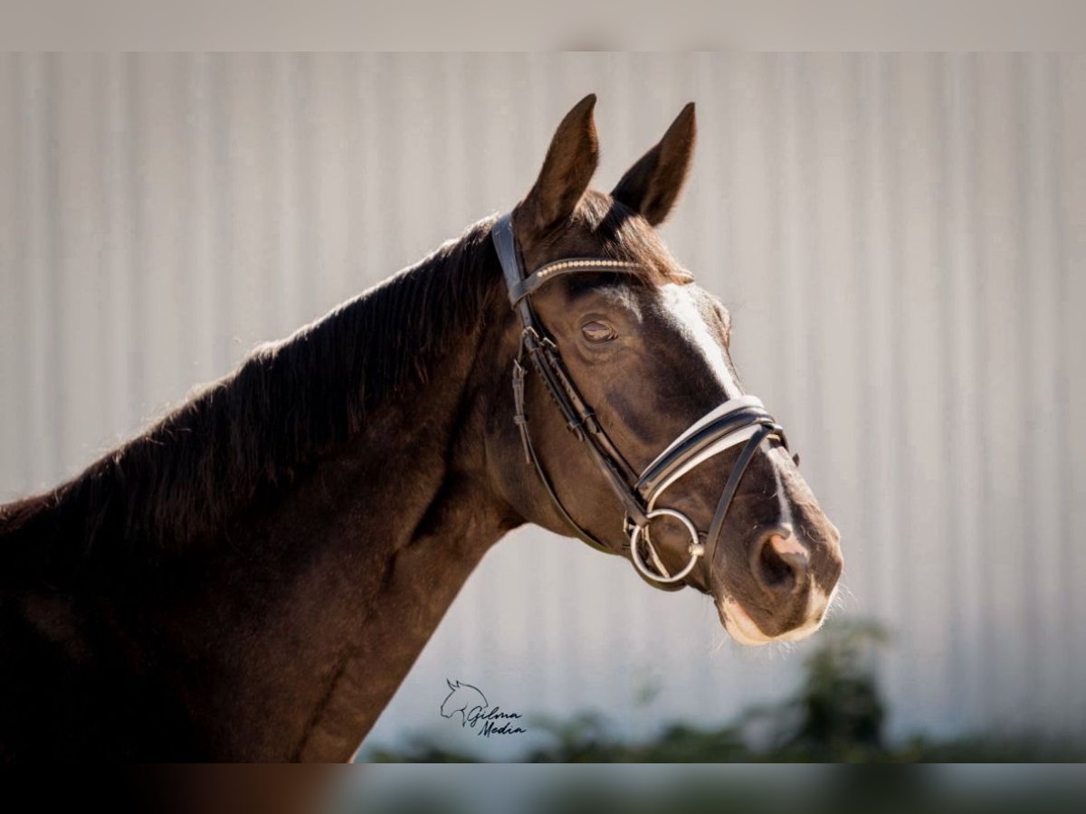 Hannover Giumenta 8 Anni 163 cm Morello in Madrid