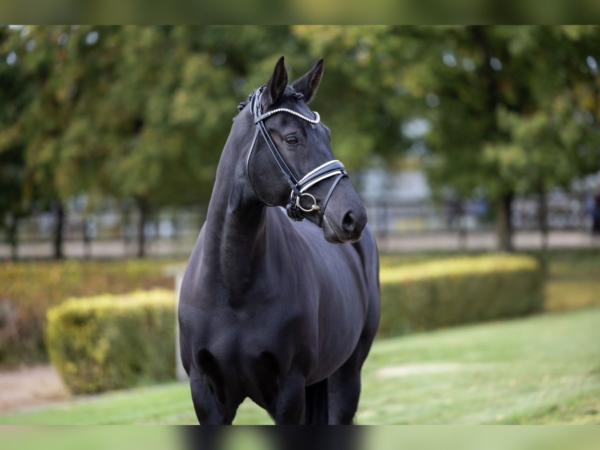 Hannover Giumenta 8 Anni 163 cm Morello in Egtved Hannover Giumenta 8 Anni 163 cm Morello in Egtved