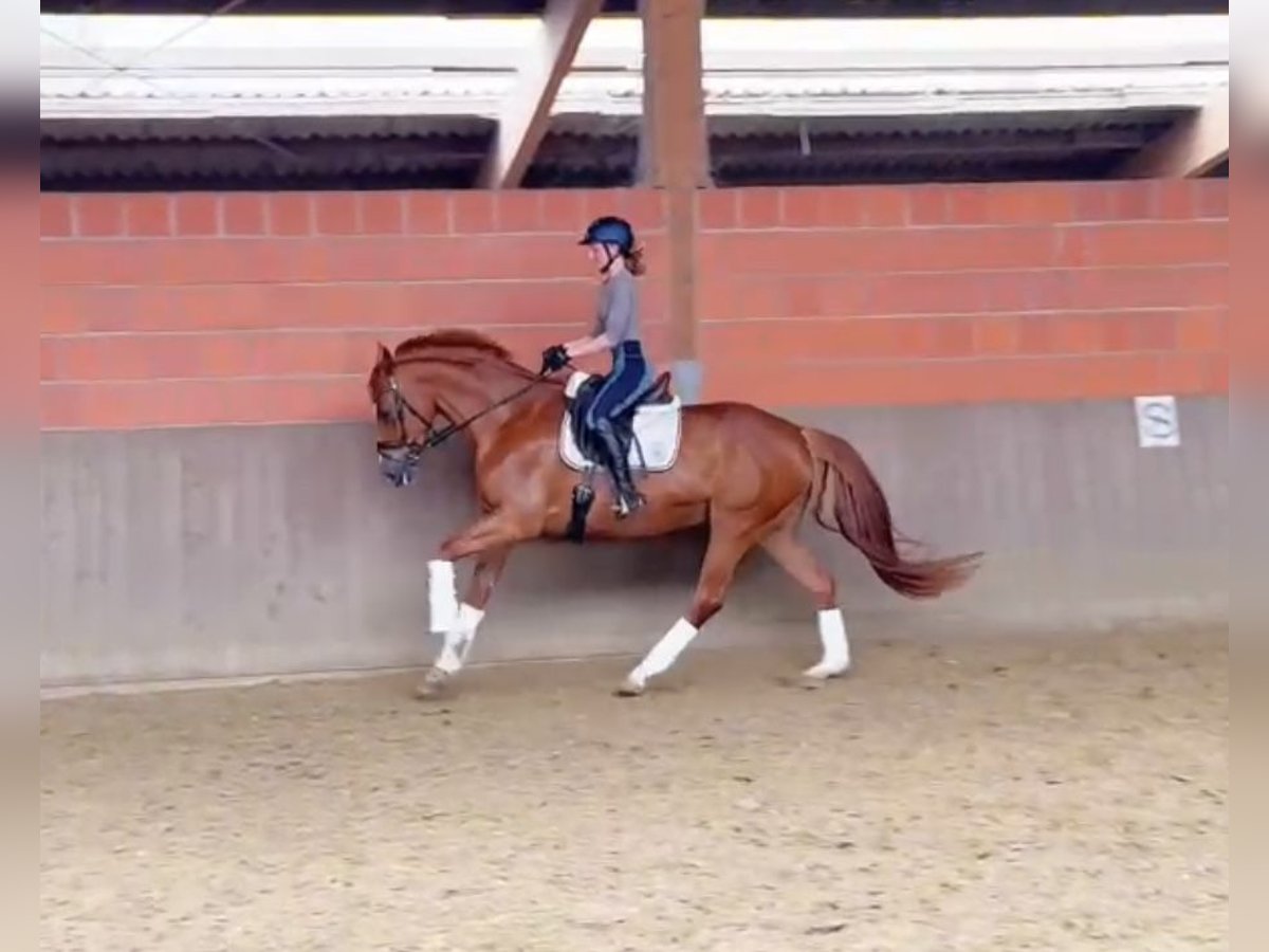 Hannover Giumenta 8 Anni 164 cm Sauro scuro in Hamm