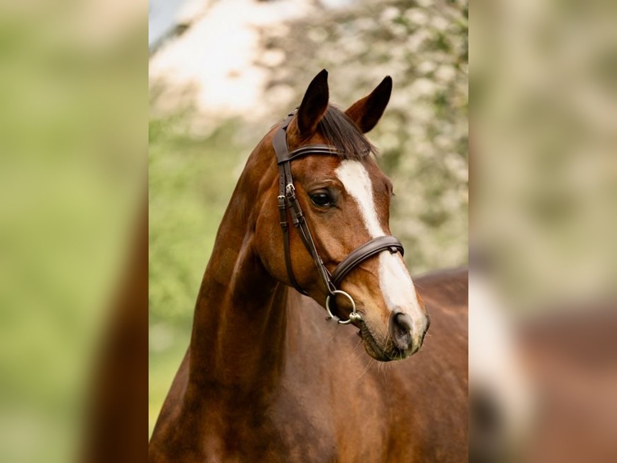 Hannover Giumenta 8 Anni 165 cm Baio in Heeslingen