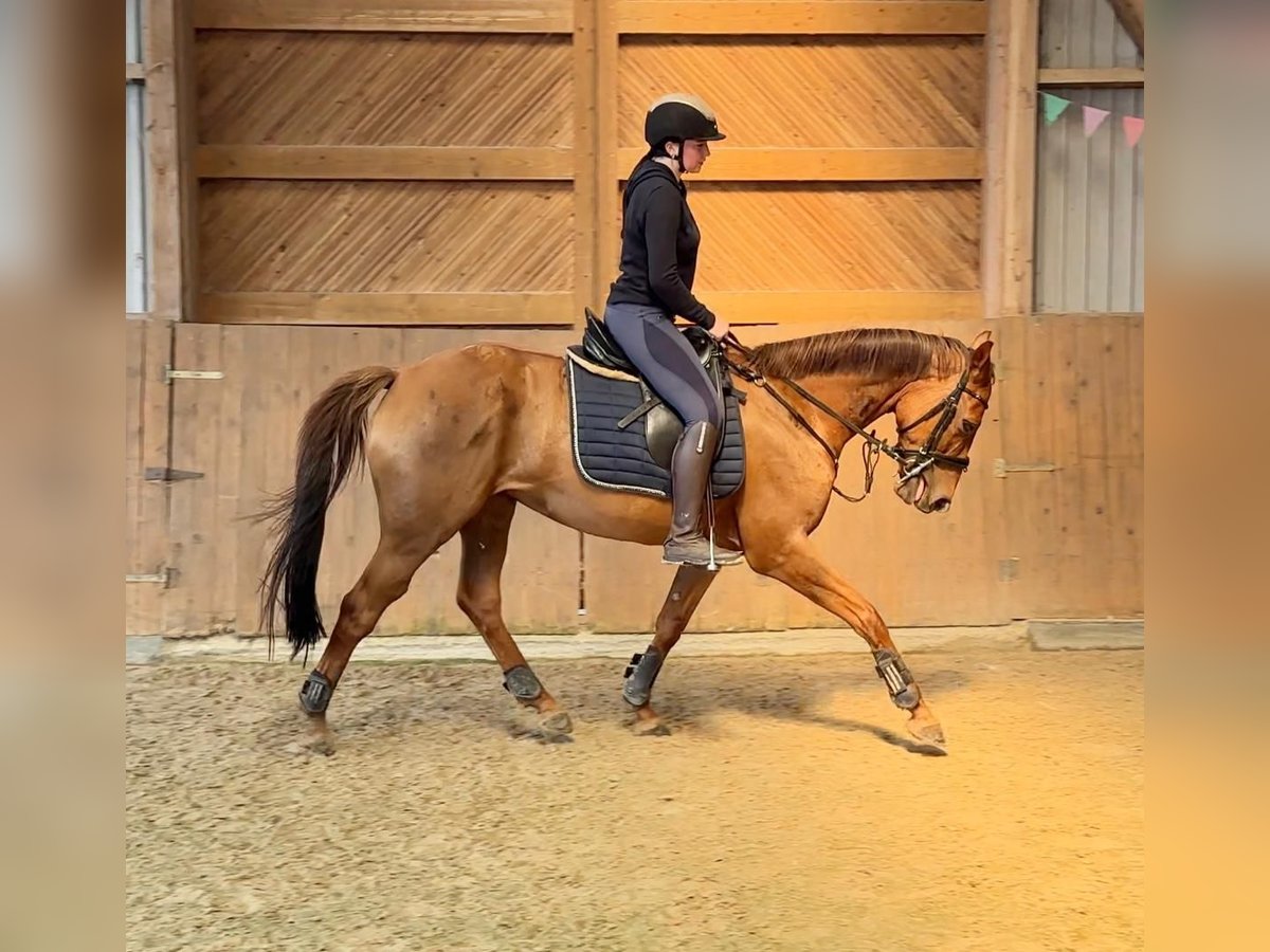Hannover Giumenta 8 Anni 165 cm Sauro scuro in Gnarrenburg