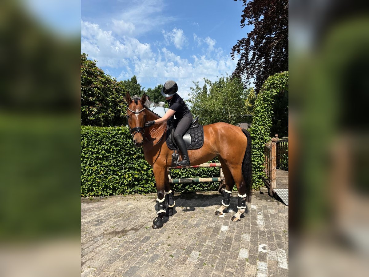 Hannover Giumenta 8 Anni 167 cm Baio in Friesoythe