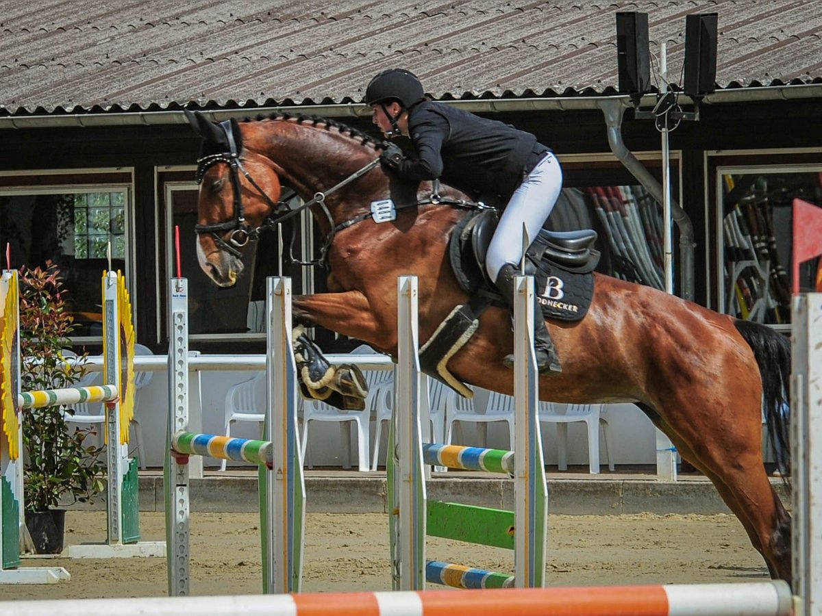 Hannover Giumenta 8 Anni 168 cm Baio in Riedstadt