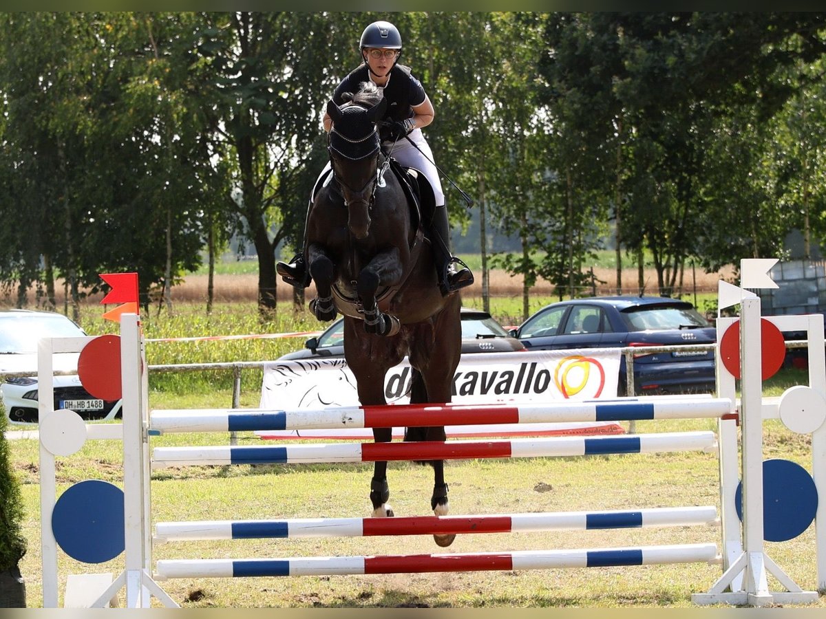 Hannover Giumenta 8 Anni 171 cm Morello in Maasen