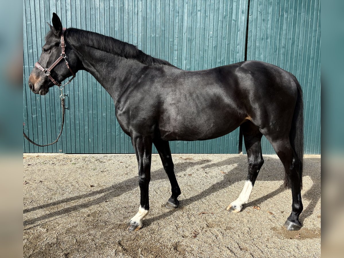 Hannover Giumenta 9 Anni 165 cm Baio scuro in Sulzheim