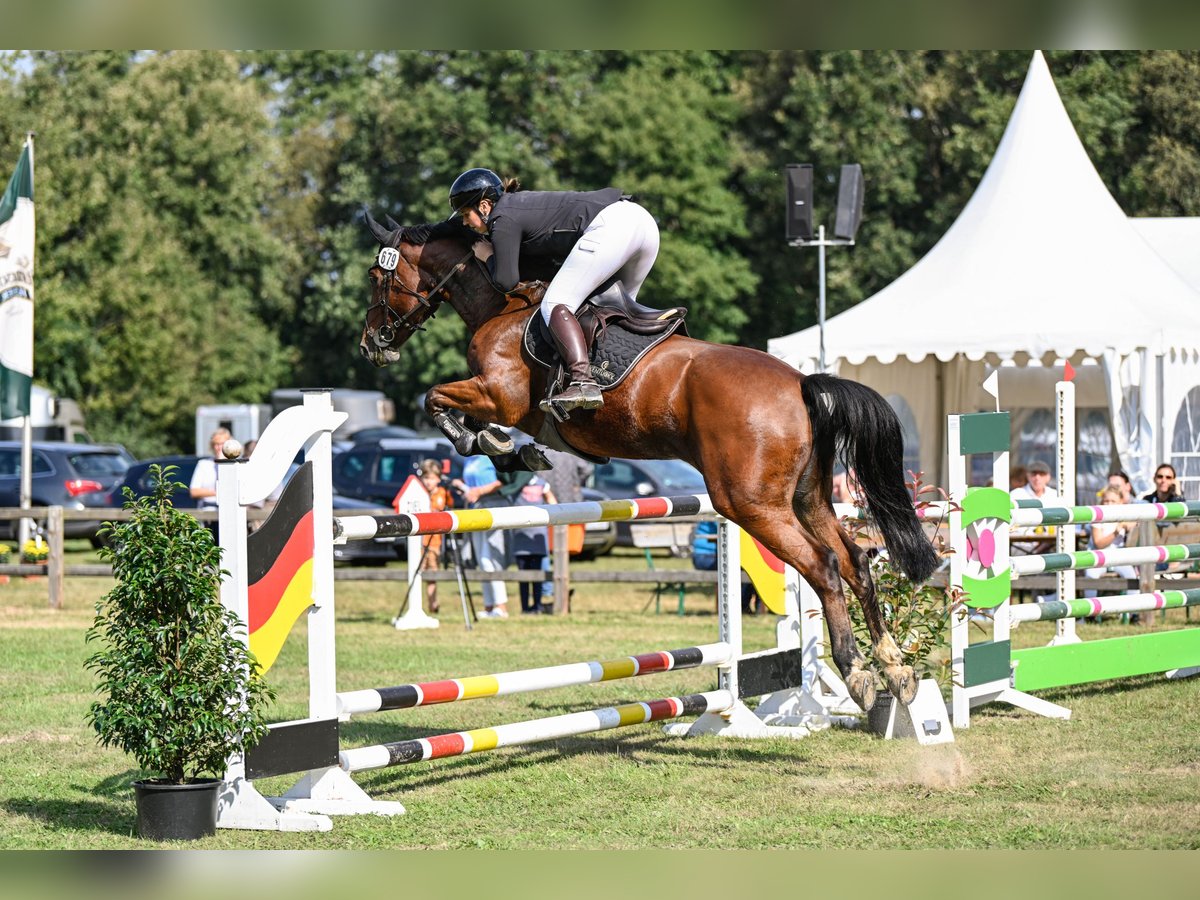 Hannover Giumenta 9 Anni 168 cm Baio in Hagen im Bremischen