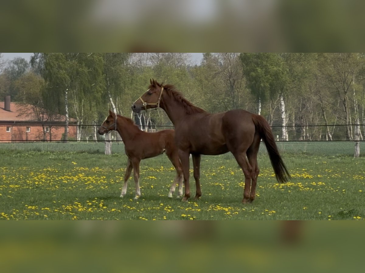 Hannover Giumenta 9 Anni 169 cm Sauro in Langwedel