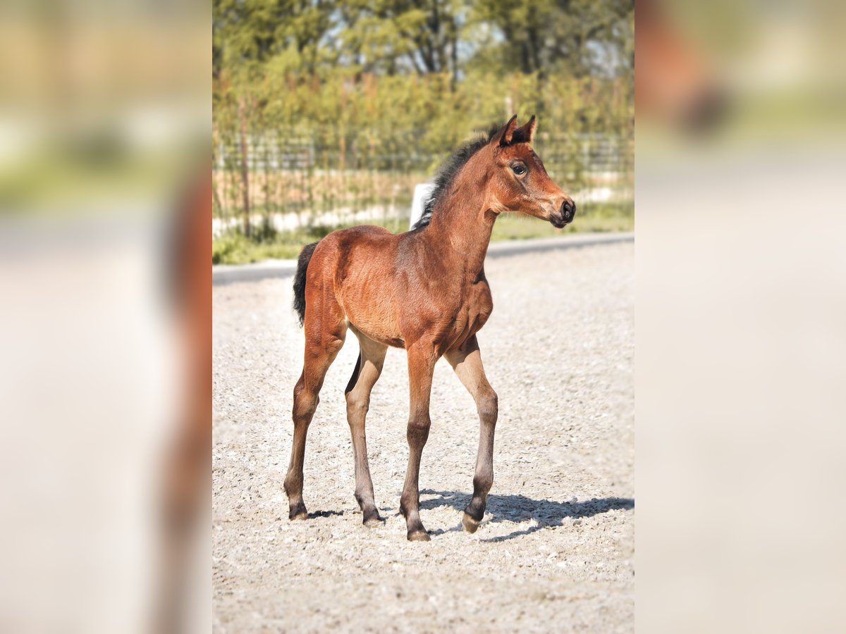 Hannover Giumenta  165 cm Baio in Heinsberg