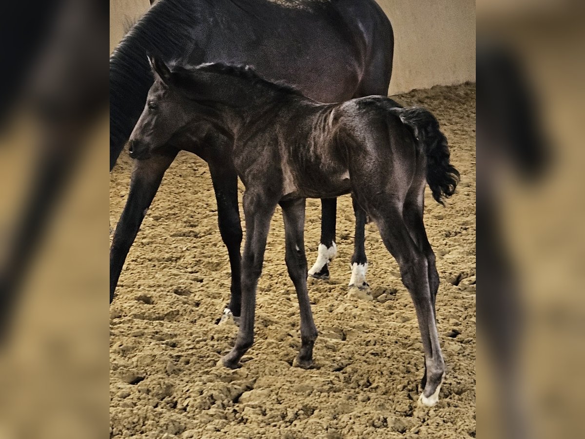 Hannover Giumenta  168 cm Può diventare grigio in Borgentreich