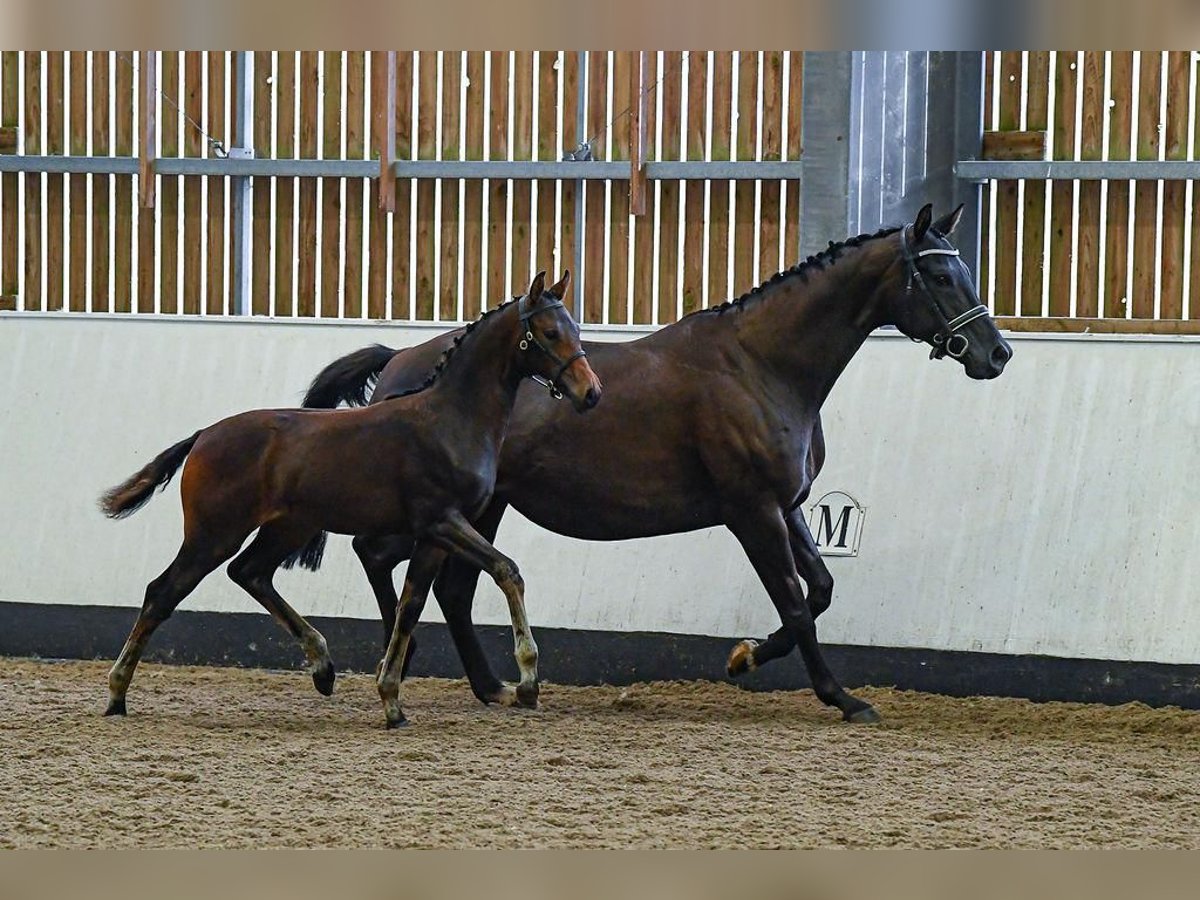 Hannover Giumenta Puledri (05/2024) 169 cm Baio ciliegia in Stafford