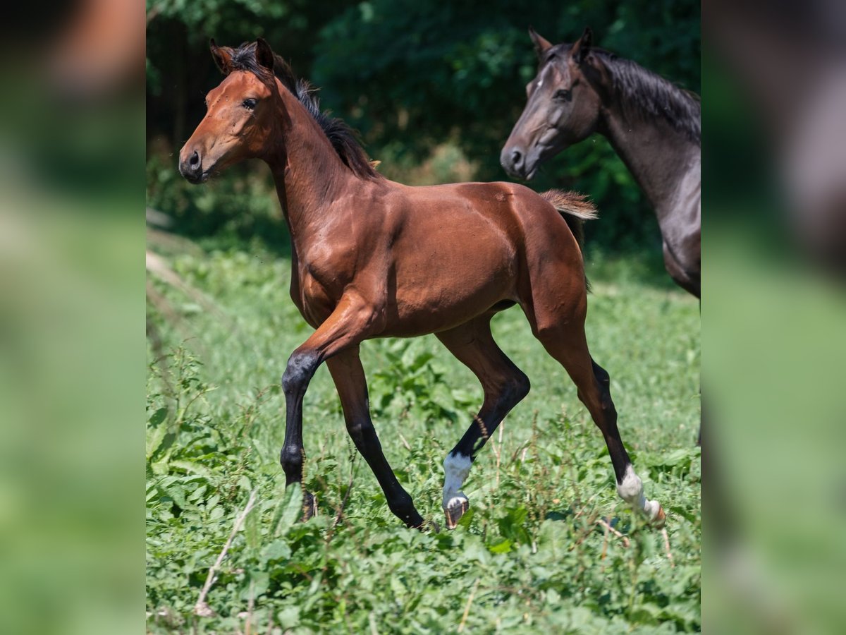 Hannover Giumenta Puledri
 (03/2024) 170 cm Baio in Mühlenberge