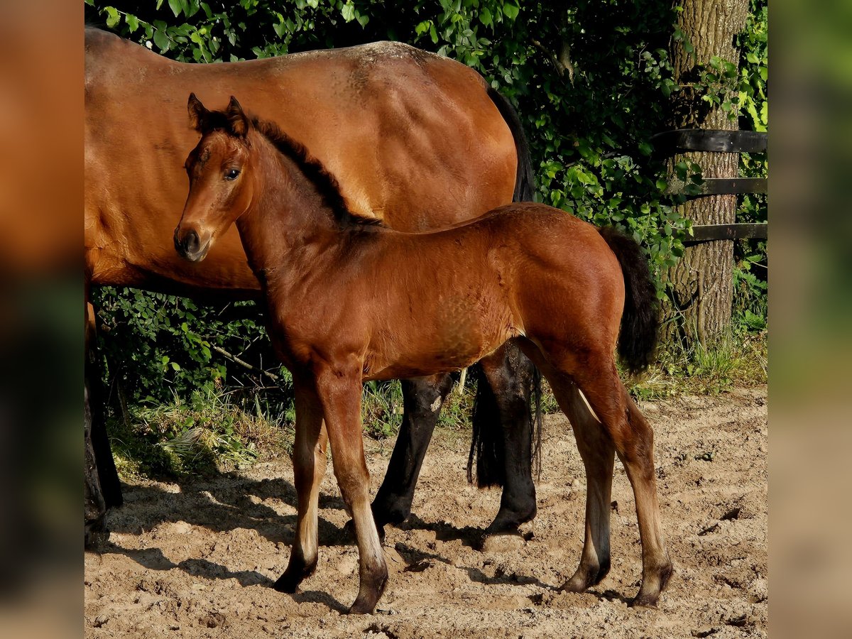 Hannover Giumenta Puledri (04/2024) 170 cm Baio in Spahnharrenstätte