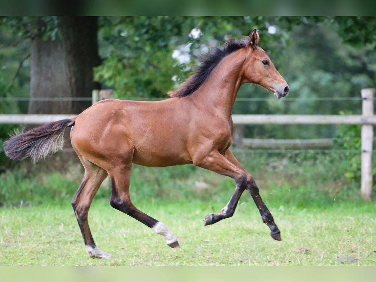 Hannover Giumenta Puledri
 (03/2024) 170 cm Baio in Rickling