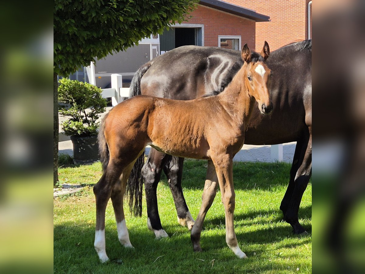 Hannover Giumenta  170 cm Baio scuro in Spahnharrenst&#xE4;tte